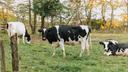 A group of black and white cows relaxing or eating grass.