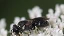 Hylaeus punctatus, a tiny black bee native to Europe that was recently spotted in Pennsylvania.