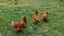 Chickens walking around on grass.