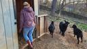 Aimee Morris walks into an animal pen as goats watch.
