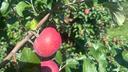 A York Imperial apple hangs from a tree