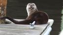 A river otter hangs out on a dock in Norfolk, VA, in 2018