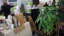 A hemp plant is pictured at the Pennsylvania Hemp Industry Council's exhibit during the annual Pennsylvania Farm Show at the Pennsylvania Farm Show Complex & Expo Center in Harrisburg, Pa., on Tuesday, Jan. 7, 2020.