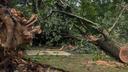 Downed trees in Harrisburg.