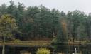 A view of the lake and evergreen trees at Black Moshannon State Park in Centre County.
