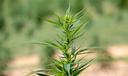 Delta-8 tetrahydrocannabinol (THC) — known as delta-8 — is a cannabinoid derived from hemp.