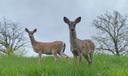 Two deer seen in Pittsburgh.