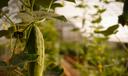 A plant growing at York Fresh Food Farm.