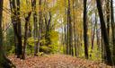 A wooded area near the border between Elk and Cameron Counties.