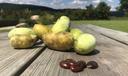 Pawpaw fruits and seeds on a table.