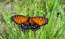 The regal fritillary butterfly.