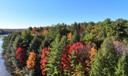 Green, red, and orange trees viewed from afar.