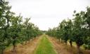 Fruit trees at a Lancaster County orchard affected by crop losses