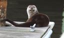 A river otter hangs out on a dock in Norfolk, VA, in 2018