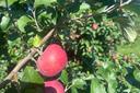 A York Imperial apple hangs from a tree