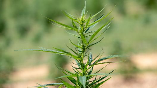 Delta-8 tetrahydrocannabinol (THC) — known as delta-8 — is a cannabinoid derived from hemp.