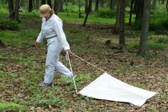 Dr. Danielle Tufts collects ticks for research by dragging a cloth along the ground. Dr. Danielle Tufts collects ticks for research by dragging a cloth along the ground.