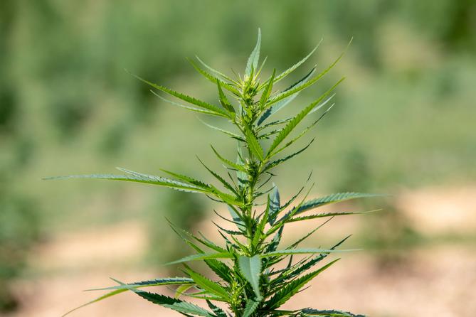 Delta-8 tetrahydrocannabinol (THC) — known as delta-8 — is a cannabinoid derived from hemp. Delta-8 tetrahydrocannabinol (THC) — known as delta-8 — is a cannabinoid derived from hemp.
