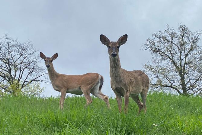 Two deer seen in Pittsburgh.