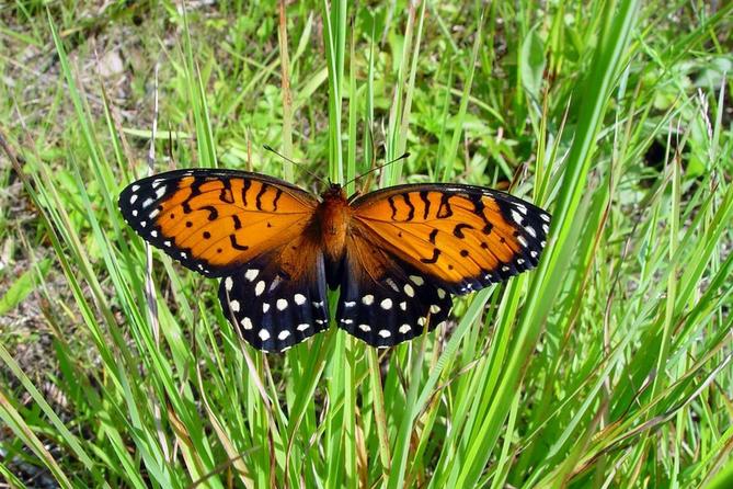 The regal fritillary butterfly.