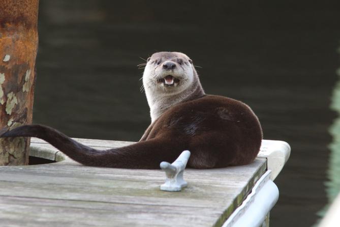A river otter hangs out on a dock in Norfolk, VA, in 2018 A river otter hangs out on a dock in Norfolk, VA, in 2018