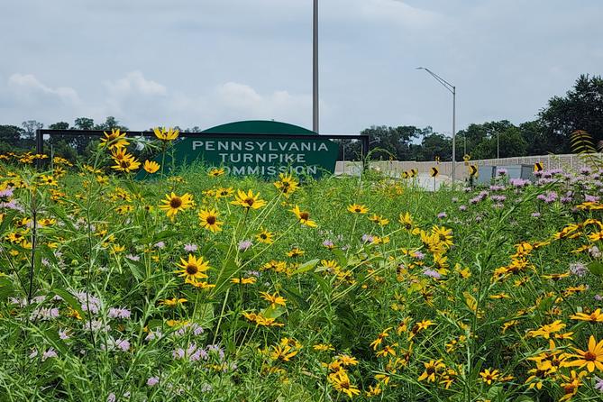 Wildflowers flourish on the grounds of the Pennsylvania Turnpike Commission’s headquarters near Harrisburg in July 2025. Wildflowers flourish on the grounds of the Pennsylvania Turnpike Commission’s headquarters near Harrisburg in July 2025.