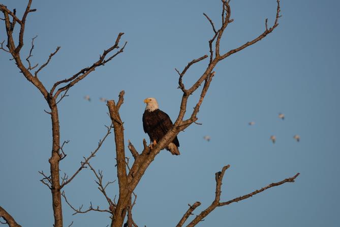 An eagle at the Middle Creek Wildlife Management Area in Lancaster with migrating snow geese in the background.