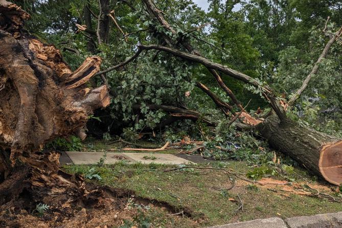 Downed trees in Harrisburg.